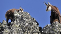 Pýche Slovenska sa dobre darí. Kamzíkov máme najviac od roku 1957