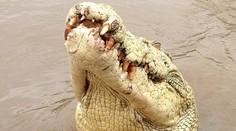 Krokodíl „Michael Jackson" zabil rybára pred očami jeho ženy