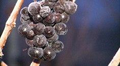 Losos v medovej marináde