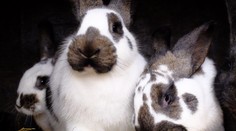 Množte sa ako králiky, nabáda poľská vláda ľudí