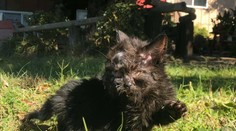 Nebývalá hračka prírody: Dvojhlavé mačiatko prekonalo prognózy doktorov