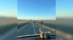 Šoférov pri Ždani čakal ráno šok. Cestu im skrížili tri majestátne kone