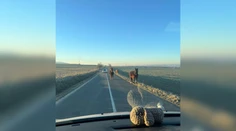 Šoférov pri Ždani čakal ráno šok. Cestu im skrížili tri majestátne kone