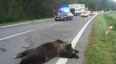 Dvestokilová medvedica spôsobila nehodu troch áut. Okrem zvieraťa zahynul aj spolujazdec