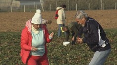 Novembrové jahody vyvolali ošiaľ. Ľudia mali pocit, akoby boli v rozprávke