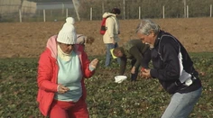 Novembrové jahody vyvolali ošiaľ. Ľudia mali pocit, akoby boli v rozprávke