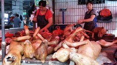 Najkrutejší a najodpornejší festival sveta: Len pre silné povahy!