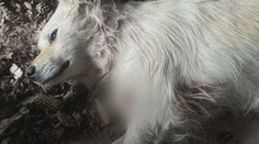 Denisa zachraňuje psov, tento rok jej však už dvoch postrelili. Podozrieva poľovníkov