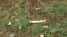 Hororová prechádzka za obcou Chyžné. Našli tam ilegálne pohrebisko zvierat