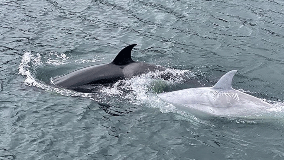 Unikátne zábery. Nadšencom sa podarilo natočiť zriedkavú bielu kosatku