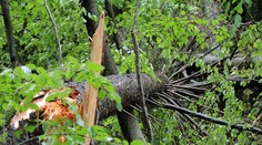 Francúzsko: Strom sa v silnom vetre zrútil, zabil ženu pred očami jej detí