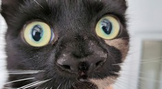 Mysleli si, že zachránili mačku s veľkým ňufákom, v skutočnosti má nosy dva. Veterinárka hovorí o rarite