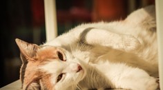 Mutácia koronavírusu zabíja mačky. Na Cypre ich v dôsledku nákazy uhynulo 300-tisíc