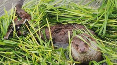 Chránená vydra skončila v pasci, život jej zachránila pani venčiaca psíka