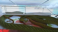 Jedovatého hada v Prahe stále nechytili. Majiteľka sa zrejme nechala uhryznúť naschvál