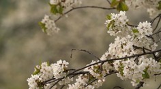 Čerešňové sady na Gemeri chradnú. Výkyvy počasia dali stromom poriadne zabrať