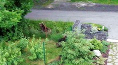 V noci sa prebudili na fučanie a kvílenie. Rodinu z Dolného Smokovca navštívila medvedica s malými