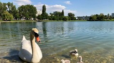 Labuť, ktorej sa pred pár dňami narodili tri mláďata, sa zadusila na Štrkovci plastom