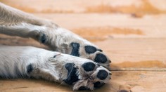 Opitý Nemec vyhodil svojho psa zo štvrtého poschodia. Vyprovokovala ho banalita