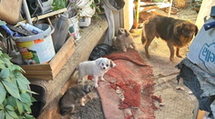 Psy žili v špine, s parazitmi a s hnijúcim jedlom. Polícia odhalila pri Prievidzi nelegálny chov