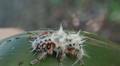 Skoro si ho pomýlili s vtáčím trusom. V Austrálii objavili nový druh chrobáka s „punkovým účesom“