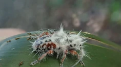 Skoro si ho pomýlili s vtáčím trusom. V Austrálii objavili nový druh chrobáka s „punkovým účesom“