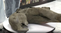 VIDEO: Vzácny nález na Sibíri. Objavili 50-tisíc rokov staré pozostatky mamuta