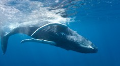 Vedci budú počítať veľryby z vesmíru. Prezradili ako