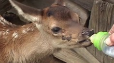 Zachránil srnča, no vďaky sa nedočkal. Odsúdili ho