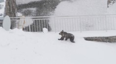 Ľudia sledovali boj o život. Toto mláďatko zostalo bez matky