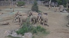 VIDEO: Slony v kalifornskej ZOO poslúchli inštinkt. Počas zemetrasenia vytvorili obrannú formáciu