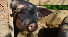 Farmári v núdzi: Keď to môžu žrať svine, tak aj my