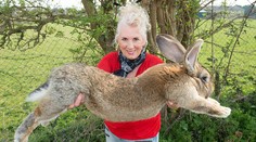 Americké aerolínie čelia ďalšiemu škandálu. Smrť obrovského králika na palube lietadla je záhadou
