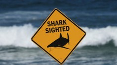 Krvavý útok žraloka: Mladá žena zraneniam podľahla, muž je v kritickom stave
