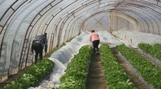 Mrazy ohrozujú úrodu. Pestovatelia rozkladajú piecky