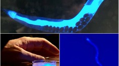 Vedci skúmali smrť. Vedia, akú má farbu