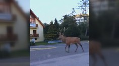 Jeleň chodieva do ulíc Tatranskej Lomnice. Vykračuje si ako pánko