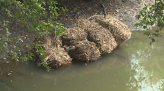 Horúčavy dávajú zabrať aj rybám. Na juhu Slovenska preto skúšajú vlastné „vychytávky“