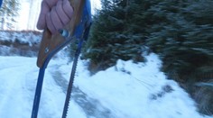 Vyrúbať si stromček bez povolenia sa nevypláca. Riskujete tým mastnú pokutu a trestné stíhanie