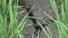 Extrémne sucho a horúčavy: Predčasné leto robí problémy