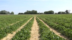 Jahodová sezóna, akú nik nečakal. Pohľad na pole bez samozberačov je smutný