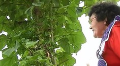 Manželom z Trnavy rastie na záhrade neznáma opacha. Dokonca ich môže vyhnať z domu