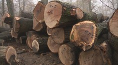 Štátne lesy porušili dohodu o výrube lesov, tvrdia starostovia mestských častí Bratislavy