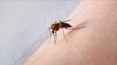 Západonílska horúčka si v Chorvátsku vyžiadala prvú tohtoročnú obeť