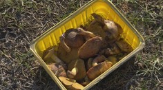 Namiesto lyžovačky plný košík masliakov. To je úlovok z juhu Slovenska