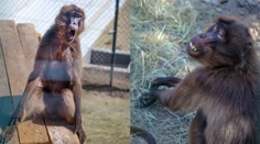 FOTO: Senzácia v bratislavskej zoo. Pozornosť pútajú opice s „krvácajúcim srdcom“
