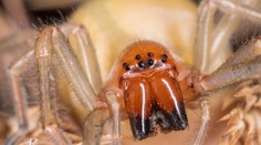 Hrôza na rodinnom posedení v Stupave: Ženu uhryzol tento pavúk, zostala úplne paralyzovaná