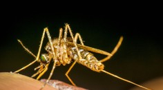 Na obľúbenom dovolenkovom ostrove objavili komára nakazeného nebezpečnou chorobou. Neexistuje na ňu liek