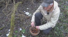 Hubári ešte košíky neodložili: Vianočné oteplenie ich vytiahlo do lesov