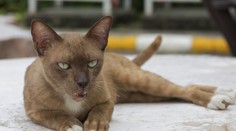 Austrália chce zlikvidovať dva milióny mačiek. Aký majú dôvod?